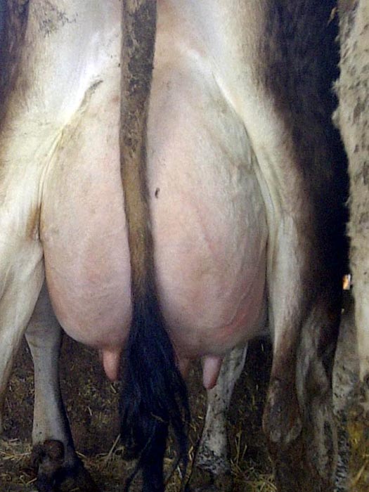Rear Udder 2 Dam Lot 1