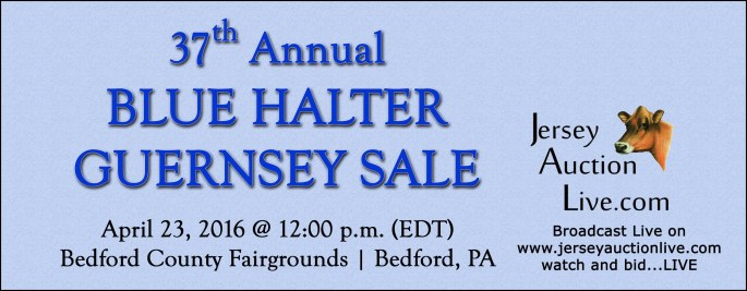 Blue Halter Sale