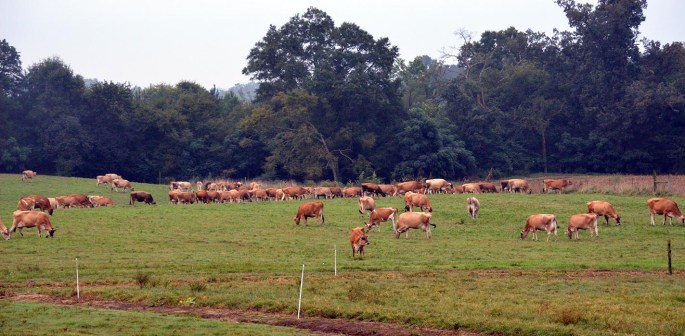 Heifers in pasture