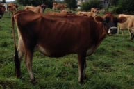 LOT 5 Fresh in May and ready to breed.  Sired by "Jade" 70JE9967 Next two dams Excellent with close to or over 20,000M