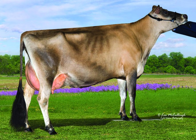 PIERSTEIN JADE DIVAS-ET, E-91% DAM OF LOT 3 AND 3A 1st Junior / 3rd Open Sr. 3-Year-Old, 2011 WI Spring Spectacular