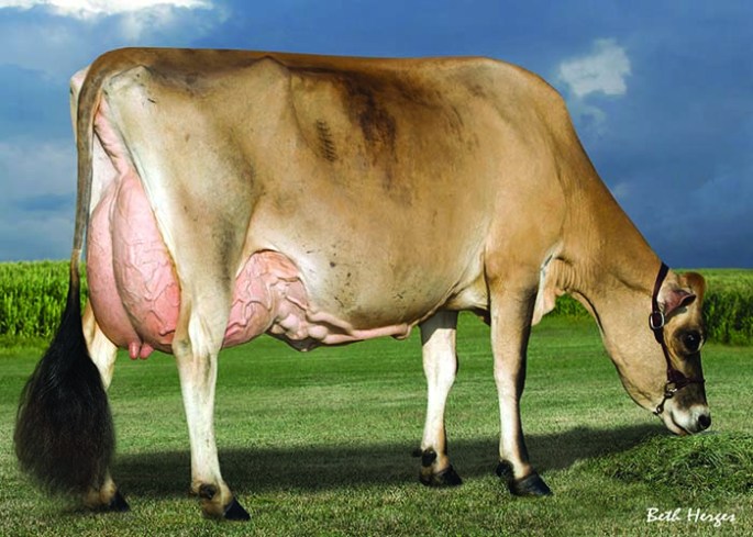 LOT 31 - FIRST CHOICE FEMALE SIRED BY BW ACADEMY-ET AND OOUT OF AMBITION HERCULES JORDAN (click for video of females of the choice)