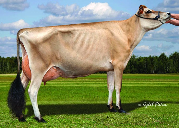 LOT 9 - MISS DEWDROPS CUSTOM DAFFADIL Born 3/1/2013 A "Custom" daughter out of Ansell Acres Vinatage Dewdrop, E-91% (Pictured) who has over 18,000 on her 3-year-old lactation