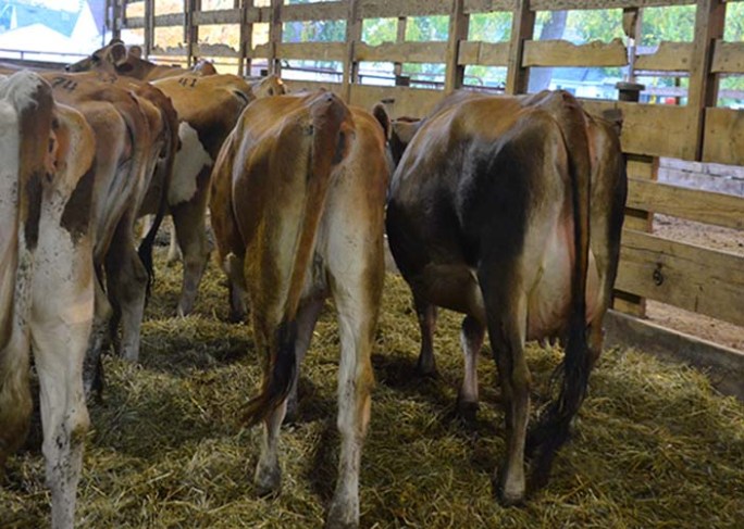 The Bred Heifer / Dry Cow Pen is full of quality and some are nearing their due date - putting money in your tank soon! (Click here for the video))