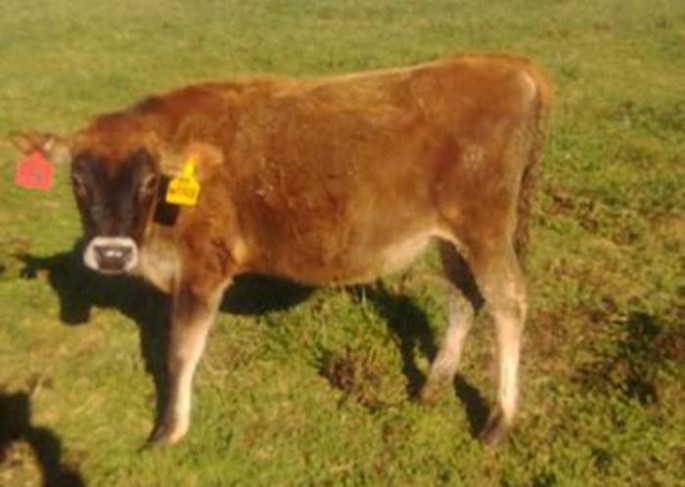 This heifer represents her and her herd mates for sale (as individuals) - listing 7120