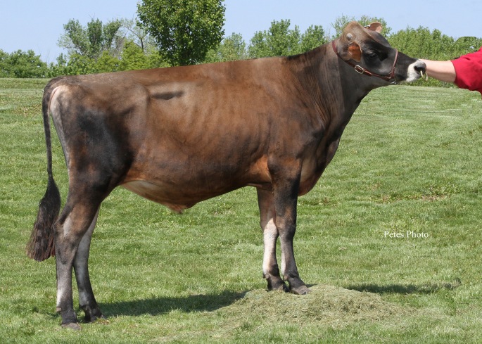 This POLLED bull has semen available and is out of a notable family in the Jersey breed, tracing back to Tenn Haug E Maid, E-93%