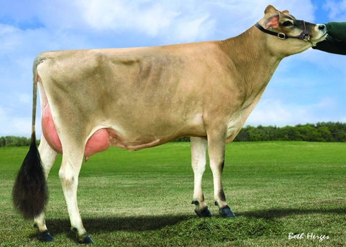 GABYS JUSTIN RHUBARB, VG-88% - Maternal Sister to Embryos
