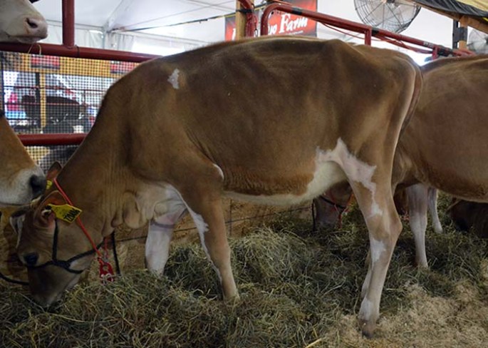 LOT 10 - FARIA BROTHERS MARVEL MARADONA GJPI 150 ** Updated Numbers!