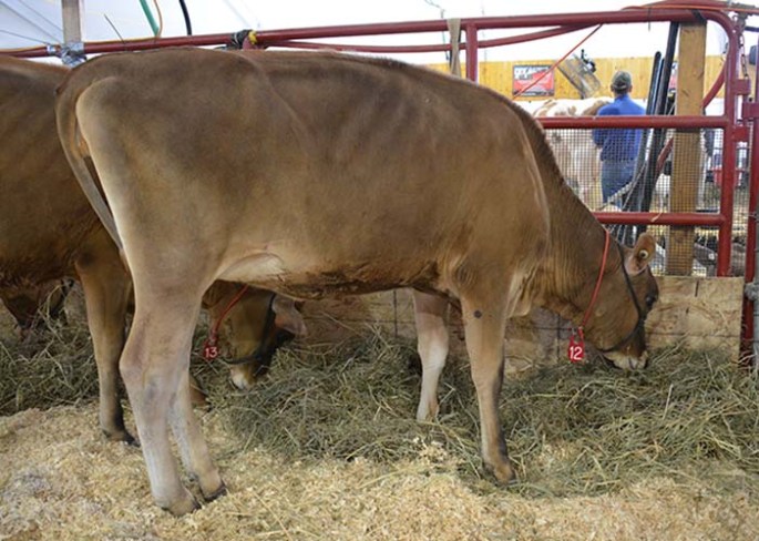 LOT 12 - NORSE STAR TOPEKA DELIGHT-ET Born 12/18/2012 Backed by a potential 15 GENERATIONS EXCELLENT