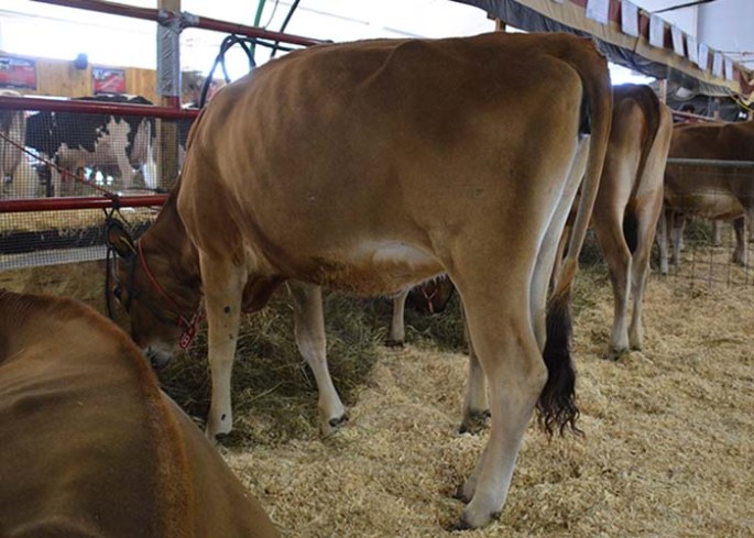 LOT 18 - BHF-SSF RAPTOR IVORY Born 9/1/2012 Dam and Grandam, Excellent