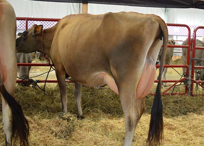 LOT 22 - UNDERGROUND JAN-MAMIE INDIANA-ET Born 9/5/2011 | Fresh 7/21/2013 | Bred 9/26/2013 to Bridon Excitation, 200JE136