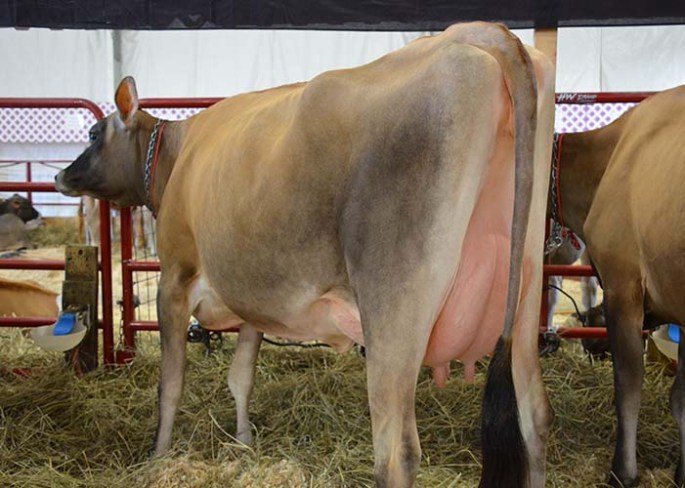 LOT 24 - BILLINGS GRAND SLAM Born 7/1/2011 | Fresh 9/4/2013 with 41#M on First Test