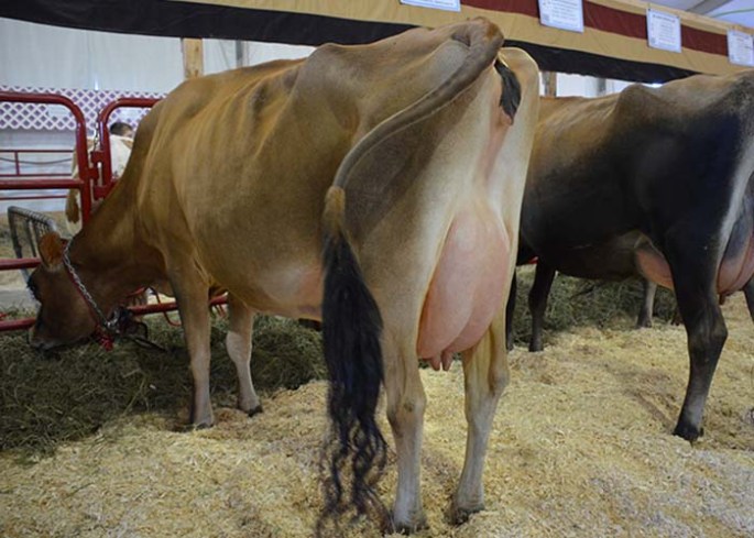 LOT 28 - BUDJON MINISTER LETS DANCE-ET Born 9/15/2013 | Fresh 5/8/2013 | Open Projected ME 2-7 20977 - 916 - 714