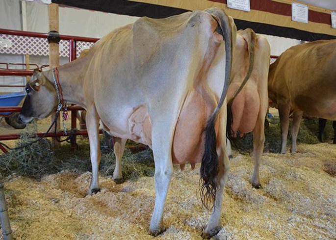 LOT 30 - RONDE SIGNATURE ROPER, E-91% Born 12/8/2007 | Fresh 8/1/2013