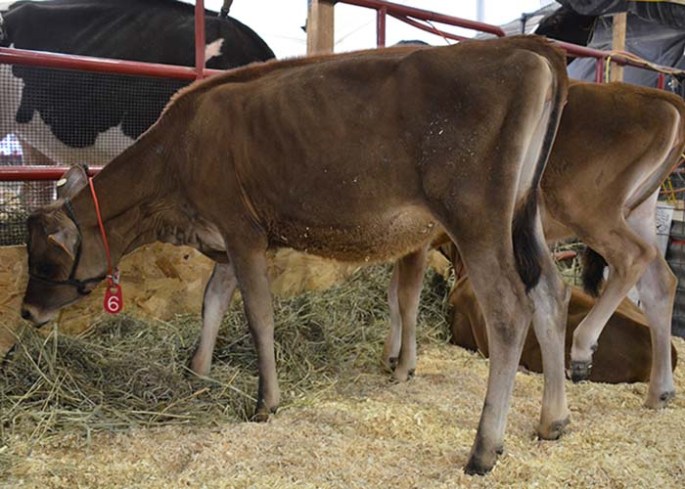 LOT 6 - ZBW MASONS TEQUILA VERYBERRY-ET Born 4/8/2013 Dam is EXCELLENT with 90#M on first test!