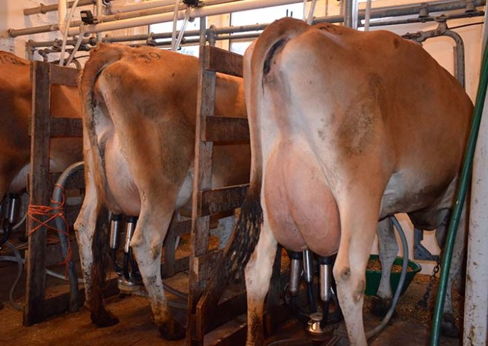 The Miking Herd is larger than usual this year, with over 60 head! Click to check out some of the selections on video!