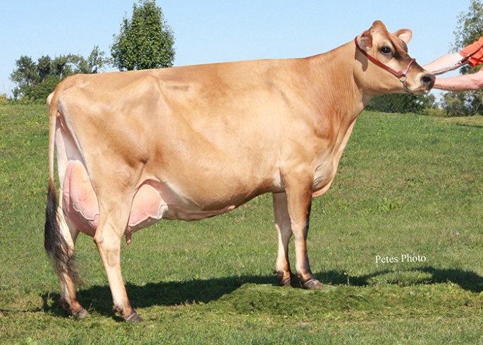 Sunset Canyon Centurion L Maid 2-ET, E-92% has a Polled "Eclipes-P" son with semen available as Lot 208