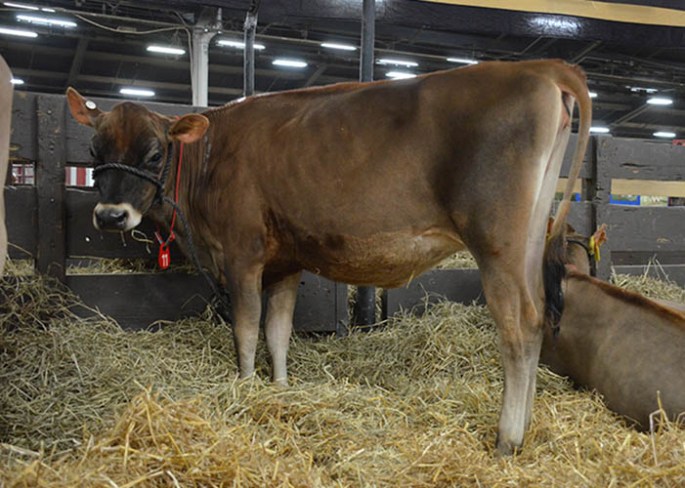 Lot 11 - HILLPOINT BP QC FUZZ-ET, Born 12/11/12, GJPI 164