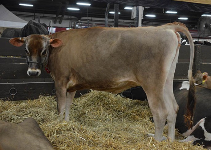 Lot 14 - AHLEM MEDALIST JENNY 615 - Born 5/7/12, GJPI 182, GJUI +8.00 (10/13). She is Bred to "Layne", 11JE1122, due May 2014