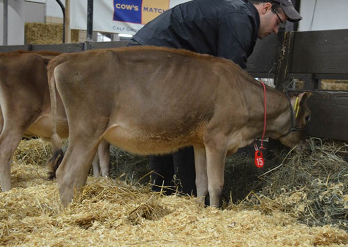 Lot 15S - WAUNAKEE DIGNITARY PRISSY 3913-ET, Born 6/28/13 | GJPI 176 - Full sister to cataloged heifer with a VG-86% dam and E-91% Grandam with multiple generations of Excellent following.
