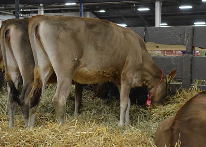 Lot 18 - FARIA BROTHERS MARVEL HAMM-ET, Born 4/15/13, GJPI 240