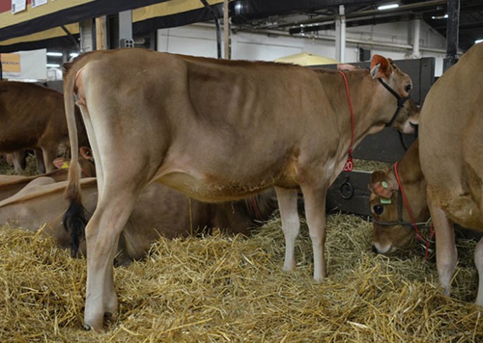 Lot 20 - OOMSDALE GALEN SCORE GUDRUN-ET, Born 4/8/13, GJPI 225. Ranks on the Top 500 GJPI Heifer List (11/2013) with AI Interest. Her dam is VG-88% with an E-90% Grandam.