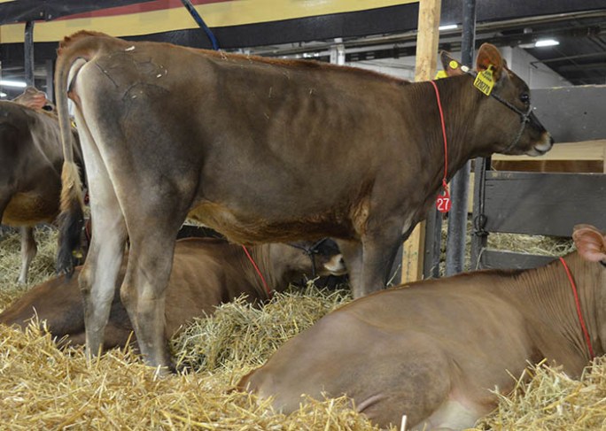 Lot 27 - FARIA BROTHERS TOPEKA ROBBEN-ET - Born 2/19/13 | GJPI 224 and ranks on the Top 500 GJPI Heifer List (11/2013). Her 2-year-old dam is VG-85% with high GJPI numbers and nice production projections.