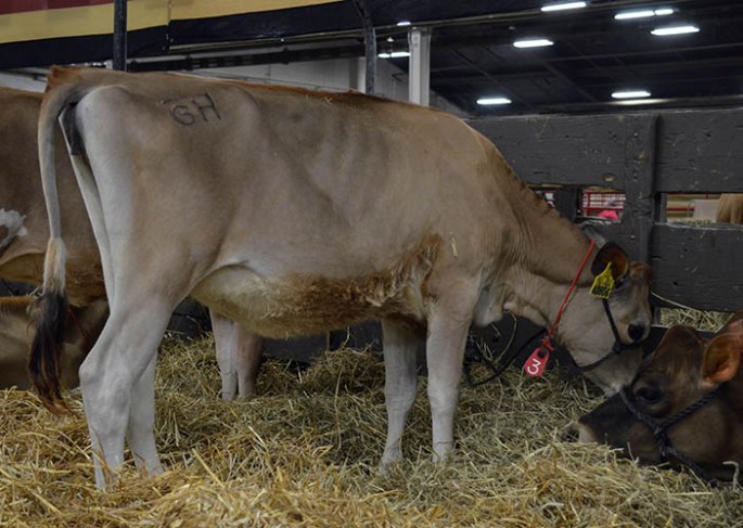 Lot 3 - KASH IN FASTRACK 40806-P-ET - GJPI 210, GJUI +6.17, Born 1/13/2013