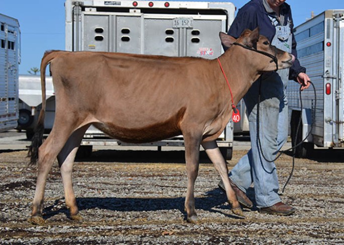Lot 40 - ROYALTY RIDGE TEQUILAS FINEST-ET - Born 3/3/13 (Click for Video)