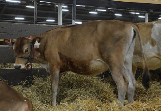 Lot 42 - LITTLE BROOK PREMIER 3433-ET - Born 3/21/13. She has 7, 2-year-old sisters with a classification average of 86.2% on their first score. The dam is E-92% with over 22,000M at 5-5