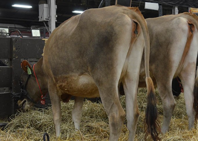 Lot 43 - CARDINALVU FIRE ELLA-ET, Born 6/3/12 and is due in June 2014 to "Premier" with an ultrasounded heifer calf. Great Grandam is EXTREME ELECTRA, E-95%.