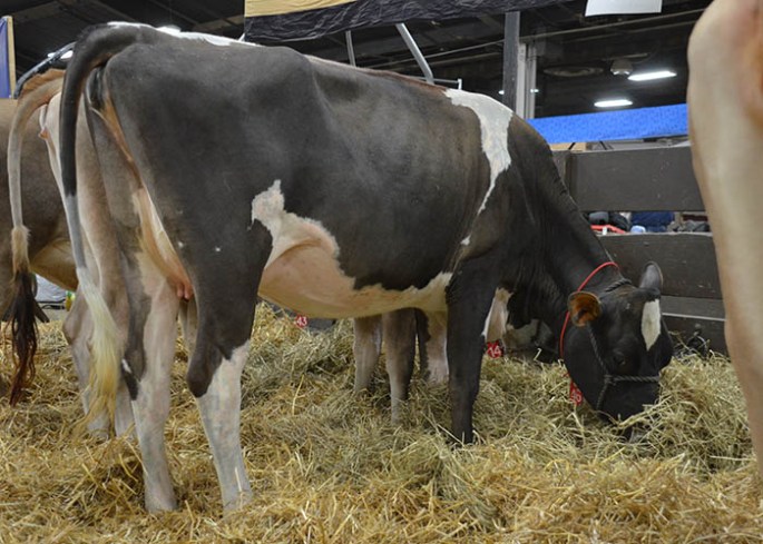 Lot 46 - KYROS KATE, Born 11/22/11 and is due 12/2013 to "Irwin"