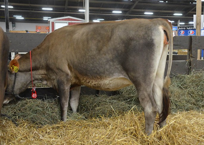 Lot 49 - HILMAR PREMIER 39364-ET - Born 10/30/12. Sells with AI interest and has an E-90% dam with over 24,000M and 1325F last lactation