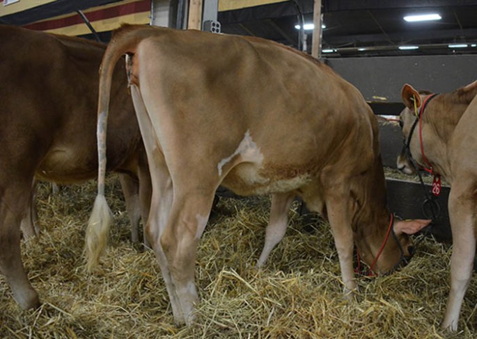 Lot 6 - D&E Plus Kira 22995-ET, Born 5/3/13 | GJPI 250, Ranks 28th in the nation for heifer GJPI (11/2013) Bull Stud interest. Dam is now VG-86%