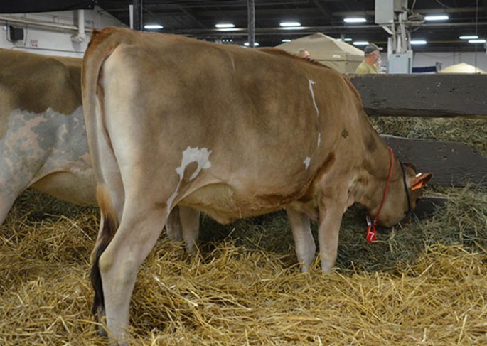 Lot 7 - YOSEMITE MARVEL PEACHES - Born 2/24/13 | GJPI 231, Ranks on the Top 500 GJPI Heifer List (11/2013). Her dam is now VG-86% with over 22,600M last record