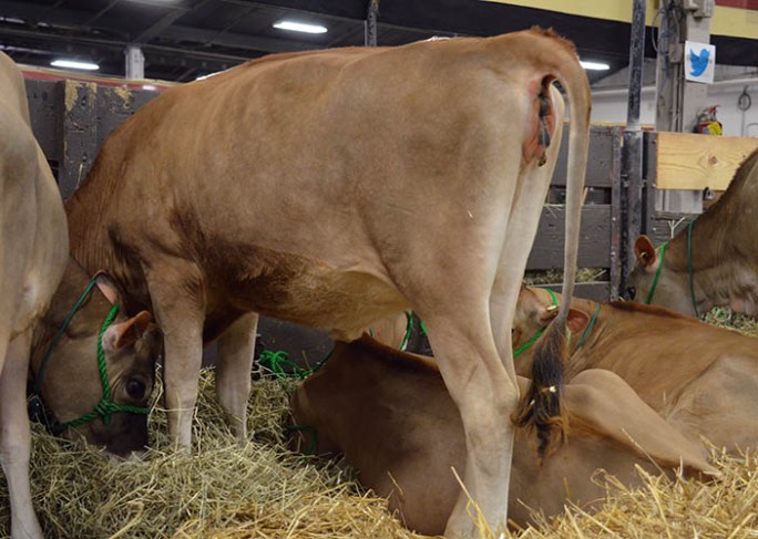 Ahlem Dividend Vette 40973-ET is POG Lot 10, with a GJPI 184 and born 1/14/13. Her E-90% Dam with records of 5-0 305 3 30220 4.5 1368 3.5 1059 AND 6-3 305 3 31720 4.4 1398 3.6 1127