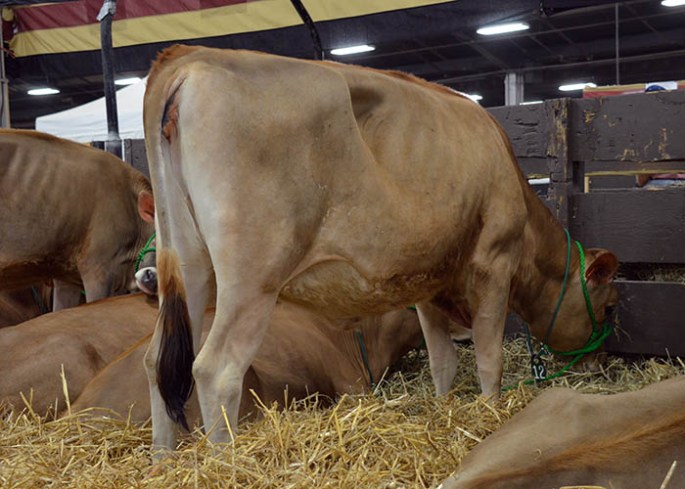 POG Lot 12 - Edyvean Marvel Charles S28219 was born 1/12/13, has a GJPI 223 and ranks on the Top 500 GJPI Heifer List (11/2013). Her VG-87% dam is projected to 20403 - 1078 - 779 ME at 3-01. 