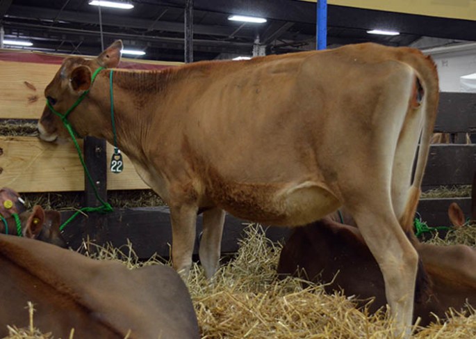 POG Lot 22 is Lylestanley Dominic Myferma 1451-ET, Born 12/1/12, GJPI 189. Her dam is VG-83% and is projected to 17210 - 664 - 629 ME at 2-00. The 86% grandam made a record of 3-10 3 25820 5.1 1328 3.8 981