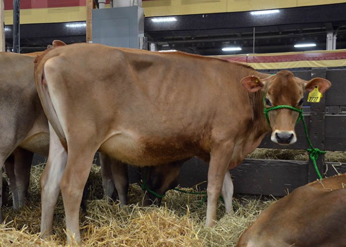 POG Lot 30 - Heartland Galvanize Shakira-ET was born 9/25/12, GJPI 185 and is bred 9/10/13 to "Zipper" 7JE1046. The VG-88% Dam has a record of 3-9 305 3 27150 4.8 1297 3.6 965. The E-93% Grandam's high record was 5-6 305 22930 4.8 1109 3.6 815 (Click to watch video)