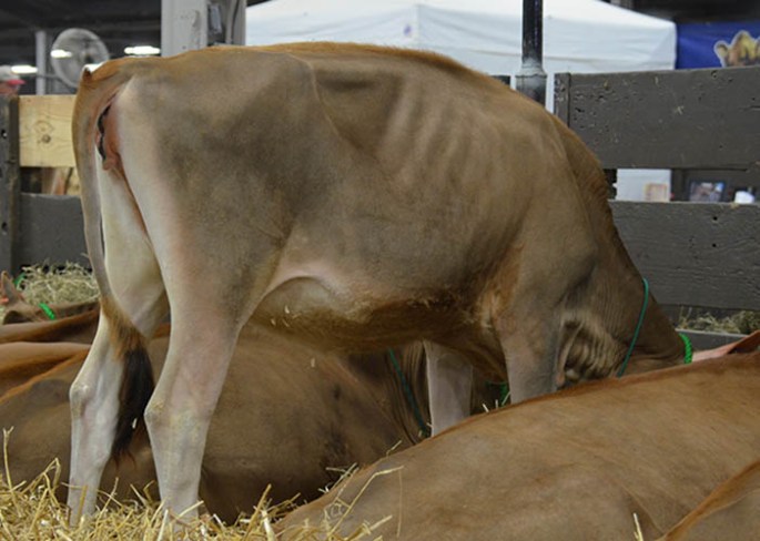 Pot O'Gold Lot 9 is SW Sebastian Linda, Born 1/17/13 | GJPI 174. Her E-92% dam has made over 21,000M in all four lactations and was the 2nd Place winner in the 2010 Pot O'Gold Contest!