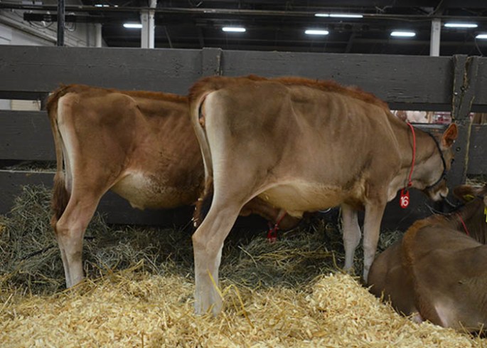 Lots 16 and 17 - 16/ SUNSET CANYON HILARIO V DAFFY-ET, Born 7/24/13 | GJPI 204 and is a grandaughter of Pearlmont Impuls Daffy, E-90% family 17/ SUNSET CANYON HILARIO DAHLIA 320-ET was born 7/28/13 | GJPI 209 and is a great-grandaughter to Pearlmont Impuls Daffy, E-90%