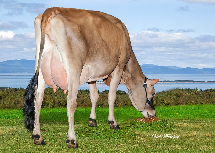 VERJATIN CELEBRITY LIZZIE-ET, VG-85% Dam of Mutally Agreeable Sired Embryo Lot 9