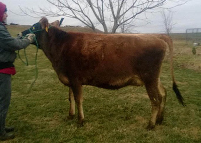 MHF VALENTINO ALTO Sells as Lot 23