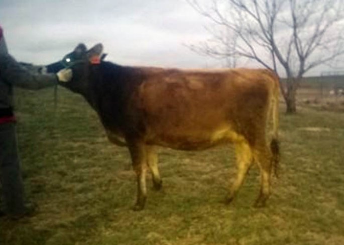 MHF VALENTINO FRITO Sells as Lot 22