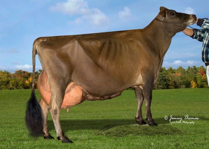 BILLINGS LEGION MINI ME, E-95%  Family Member to the Lot 15 embryos