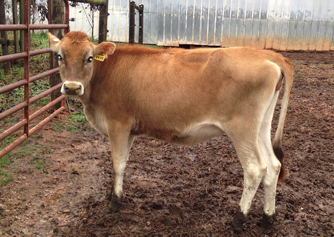 CHRIST ZUMA BLITZEN Sells as Lot 28