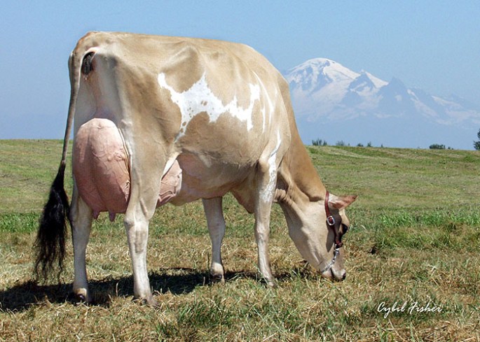 PLEASANT NOOK F PRIZE CIRCUS, E-97% Grandam of Lot 13 and Lot 14 Embryos