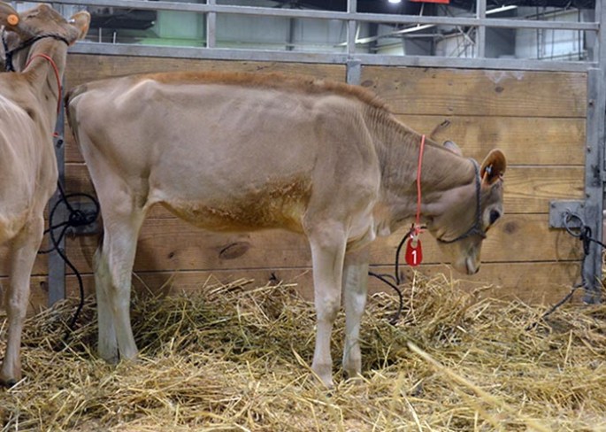 LOT 1 - BUYERS CHOICE OF LOTS 1A-F FULL SISTERS OUT OF GOFF VALENTINO 9595 AND SIRED BY AHLEM HEADLINE PHAROAH 21795 Consigned by Goff Dairy, NM