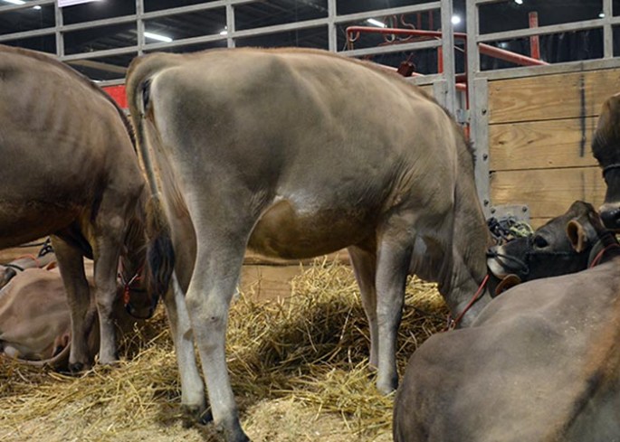 LOT 14 - GOFF PREMIER 23679-ET GJPI 202 | Born 8/30/2013 AI Interest Consigned by Goff Dairy, NM