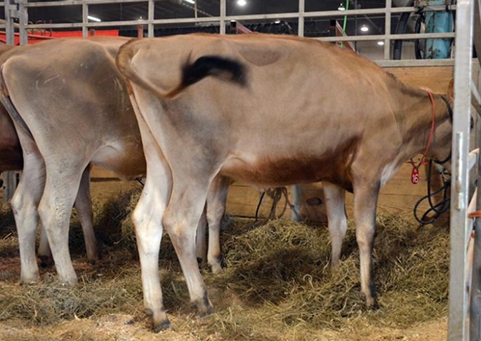 LOT 16 - SILVER MIST-J APPLEFRITTER-ET GJPI 212, Born 6/15/2013 AI interest Consigned by Judy Wolford, Dallas Rynd, Wyatt Schirm, Mary Schirm